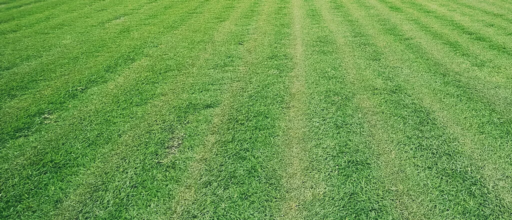 Turf Supplies In Edmondson Park from Associated Turf