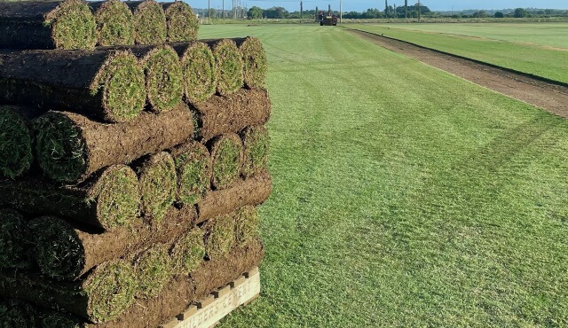 Matilda Soft Leaf Buffalo Turf