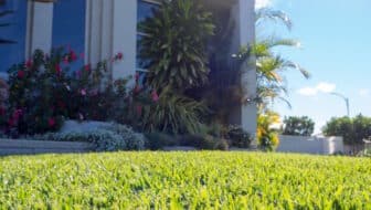 Sir Walter Soft Leaf Buffalo Turf