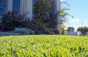 Sir Walter Soft Leaf Buffalo Turf