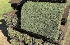 Wintergreen Couch Grass