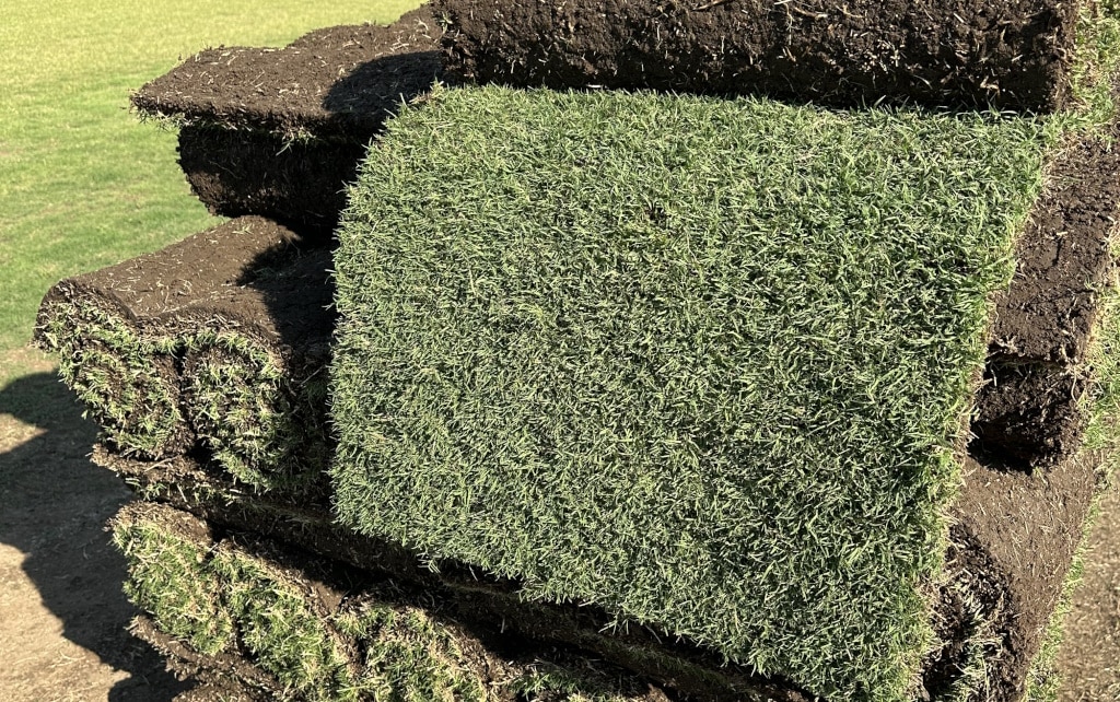 Wintergreen Couch Grass